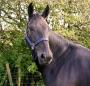 Gorgeous-7YO-Black-Warmblood-Mare
