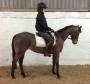 Push Button Competition Pony 