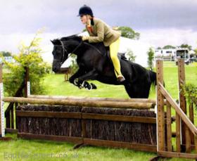 Competition/Genuine Child's Pony