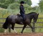 Show Cob Spotted