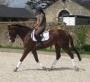 Smart 4YR Old Irish Gelding