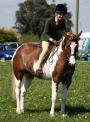 Cracking Pony Club Pony