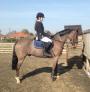 Wespoint Cantona